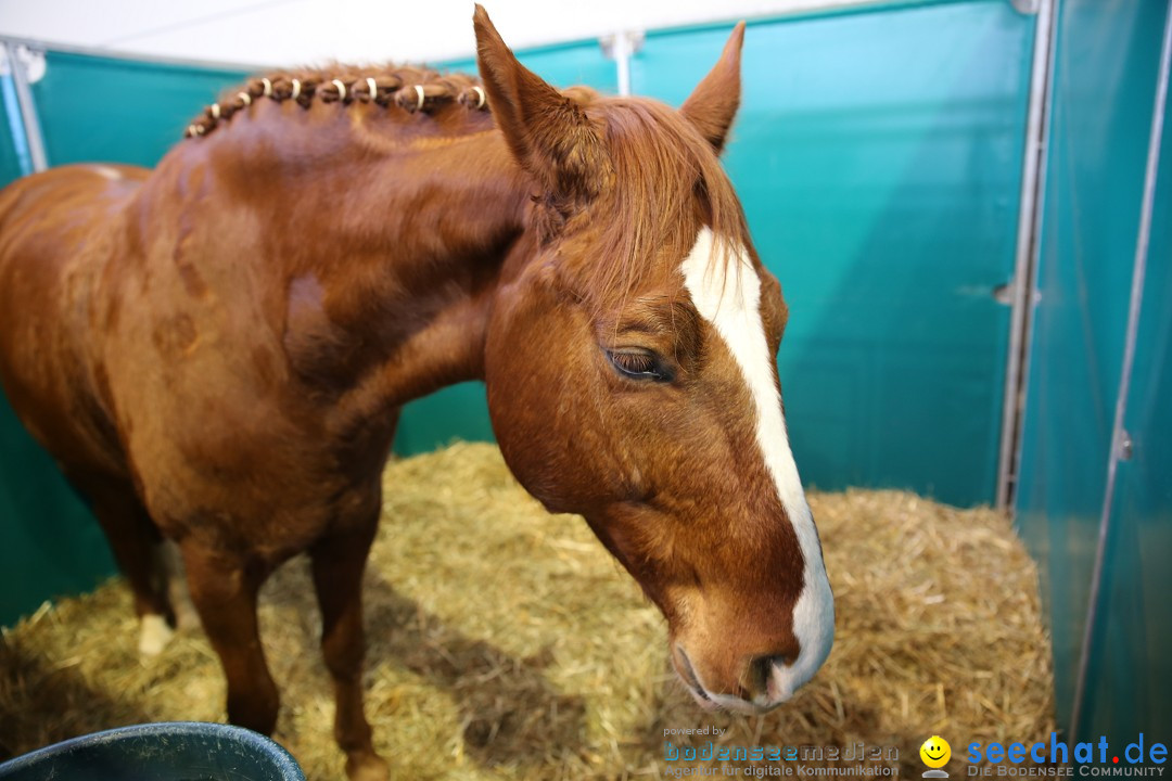 PFERD BODENSEE: Friedrichshafen am Bodensee, 13.02.2016