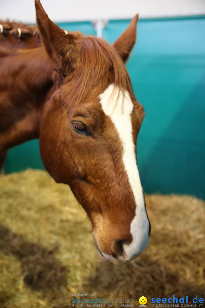 PFERD BODENSEE: Friedrichshafen am Bodensee, 13.02.2016