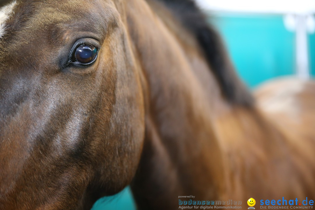 PFERD BODENSEE: Friedrichshafen am Bodensee, 13.02.2016