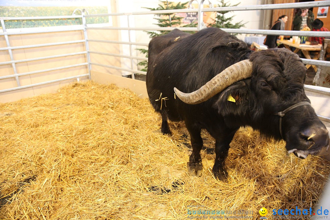 PFERD BODENSEE: Friedrichshafen am Bodensee, 13.02.2016