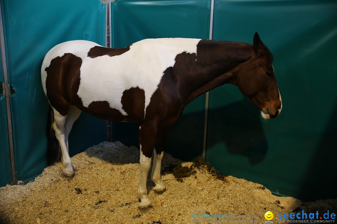 PFERD BODENSEE: Friedrichshafen am Bodensee, 13.02.2016