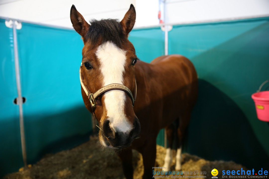 PFERD BODENSEE: Friedrichshafen am Bodensee, 13.02.2016