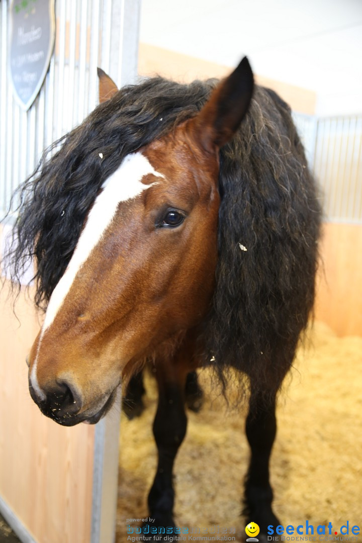 PFERD BODENSEE: Friedrichshafen am Bodensee, 13.02.2016