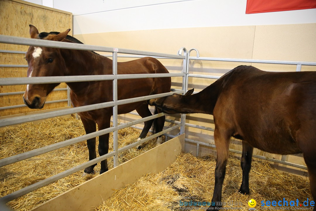 PFERD BODENSEE: Friedrichshafen am Bodensee, 13.02.2016