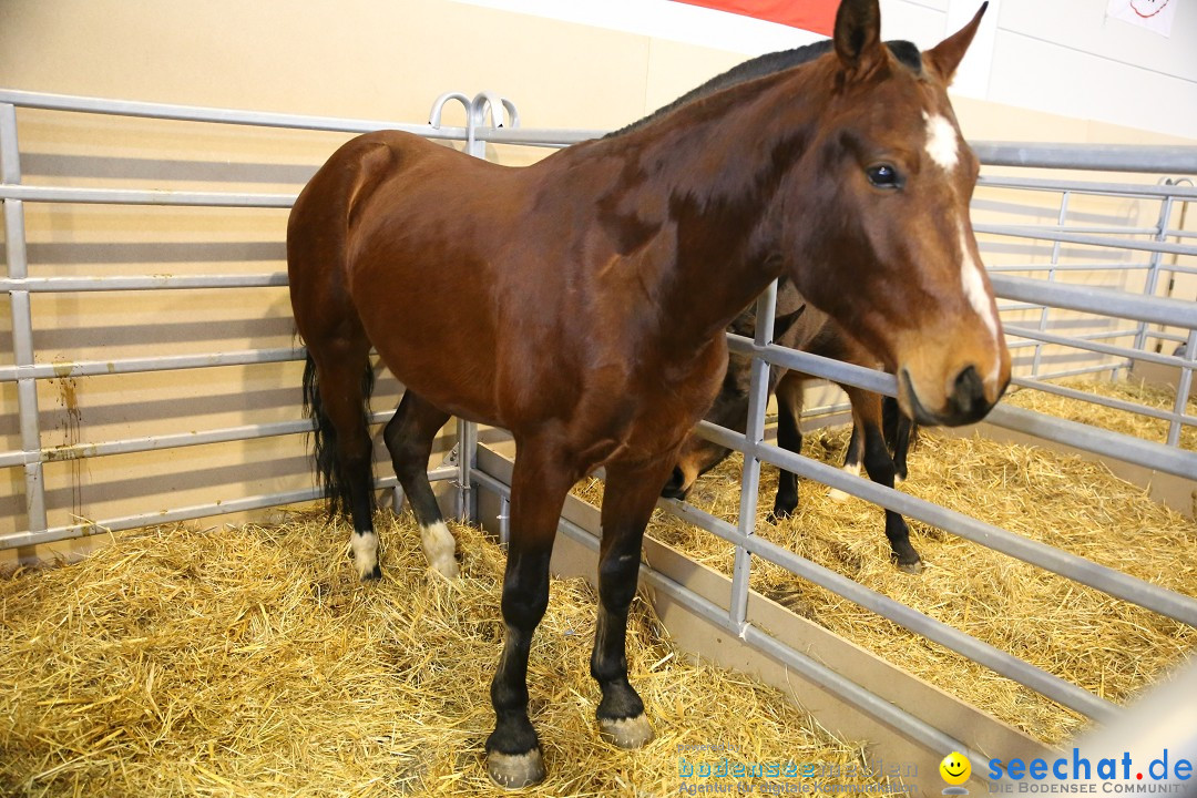 PFERD BODENSEE: Friedrichshafen am Bodensee, 13.02.2016