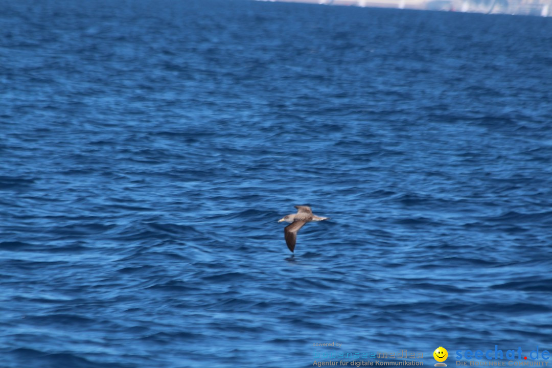 Mallorca-Segeln-Regatta-260316-Bodensee-Community-SEECHAT_DE-IMG_7159.JPG