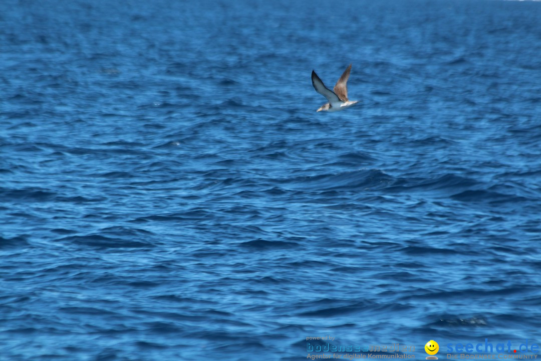 Mallorca-Segeln-Regatta-260316-Bodensee-Community-SEECHAT_DE-IMG_7162.JPG