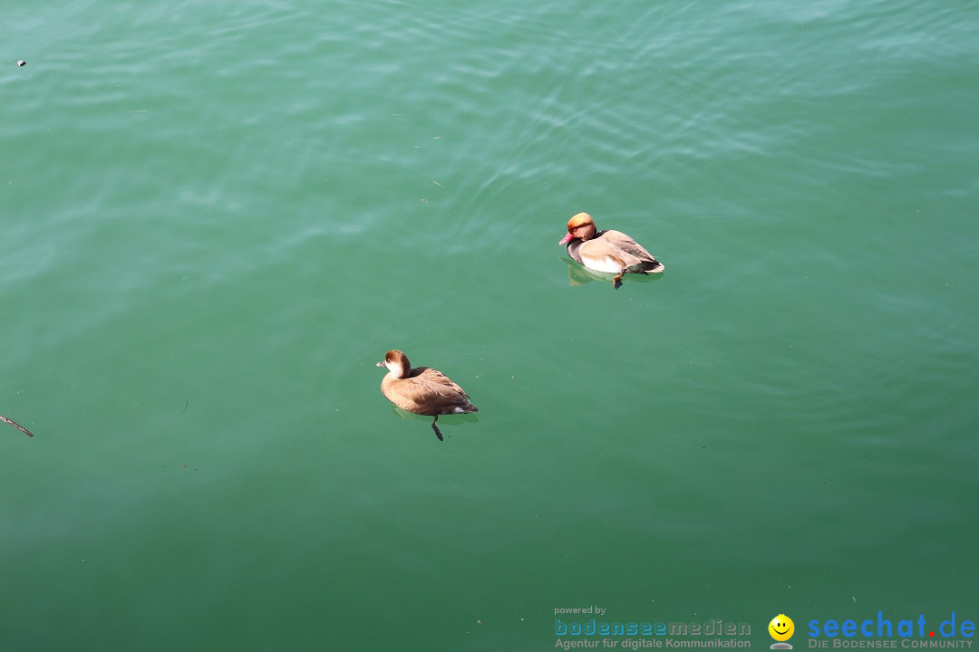 Volksfest-Konstanz-10-04-2016-Bodensee-Community-SEECHAT_DE-IMG_8366.JPG