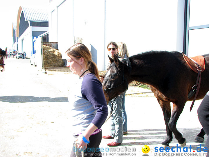 Pferd Bodensee 2008