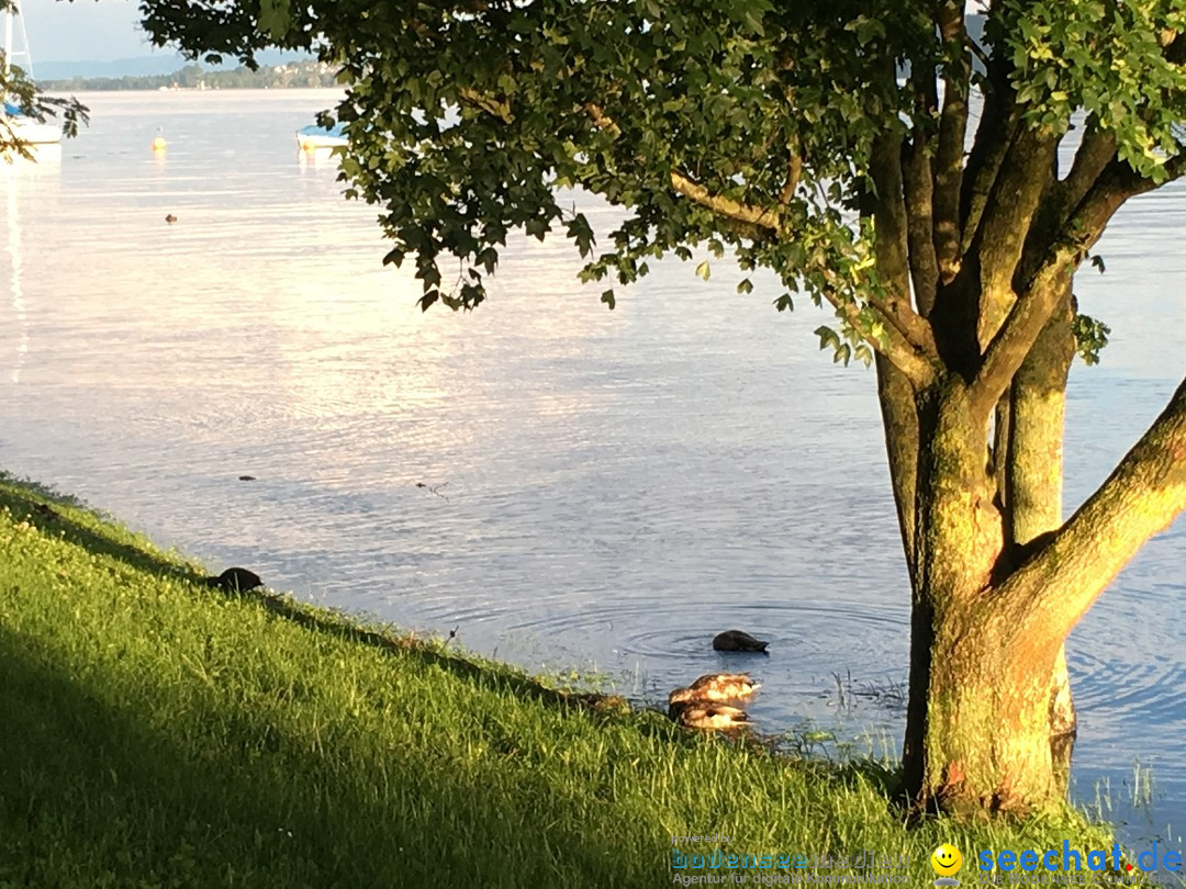 Hochwasser-Bodensee-2016-06-17-Bodensee-Community_SEECHAT_DE-IMG_4548.JPG