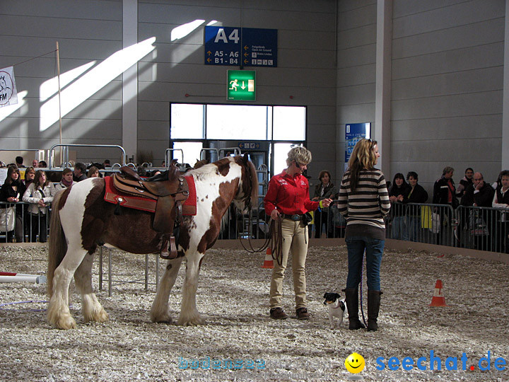 Pferd Bodensee 2008