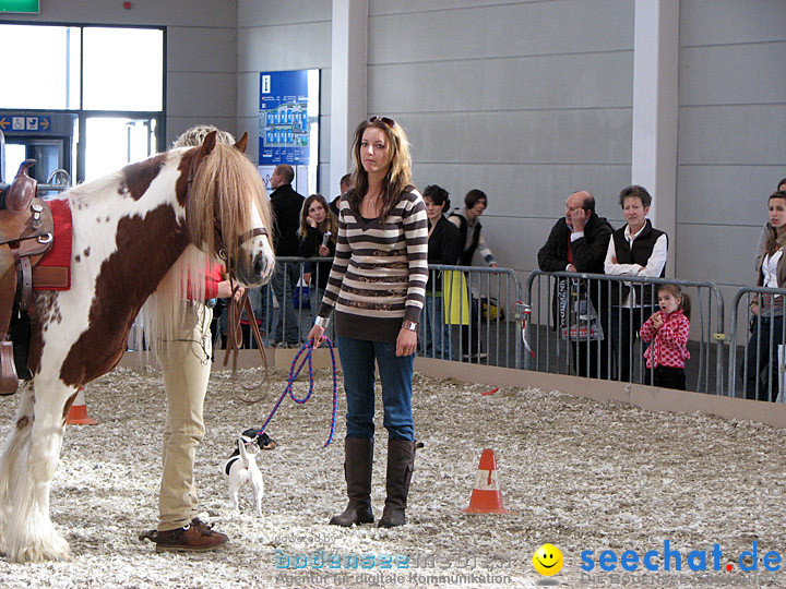 Pferd Bodensee 2008