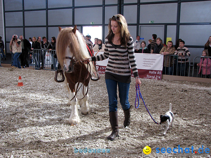 Pferd Bodensee 2008