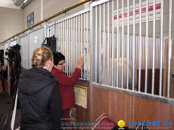 Pferd Bodensee 2008