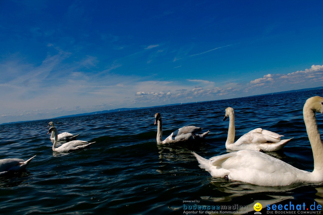 Hochwasser-am-Bodensee-Rorschach-2016-06-20-Bodensee-Community-SEECHAT-CH-_124_.jpg