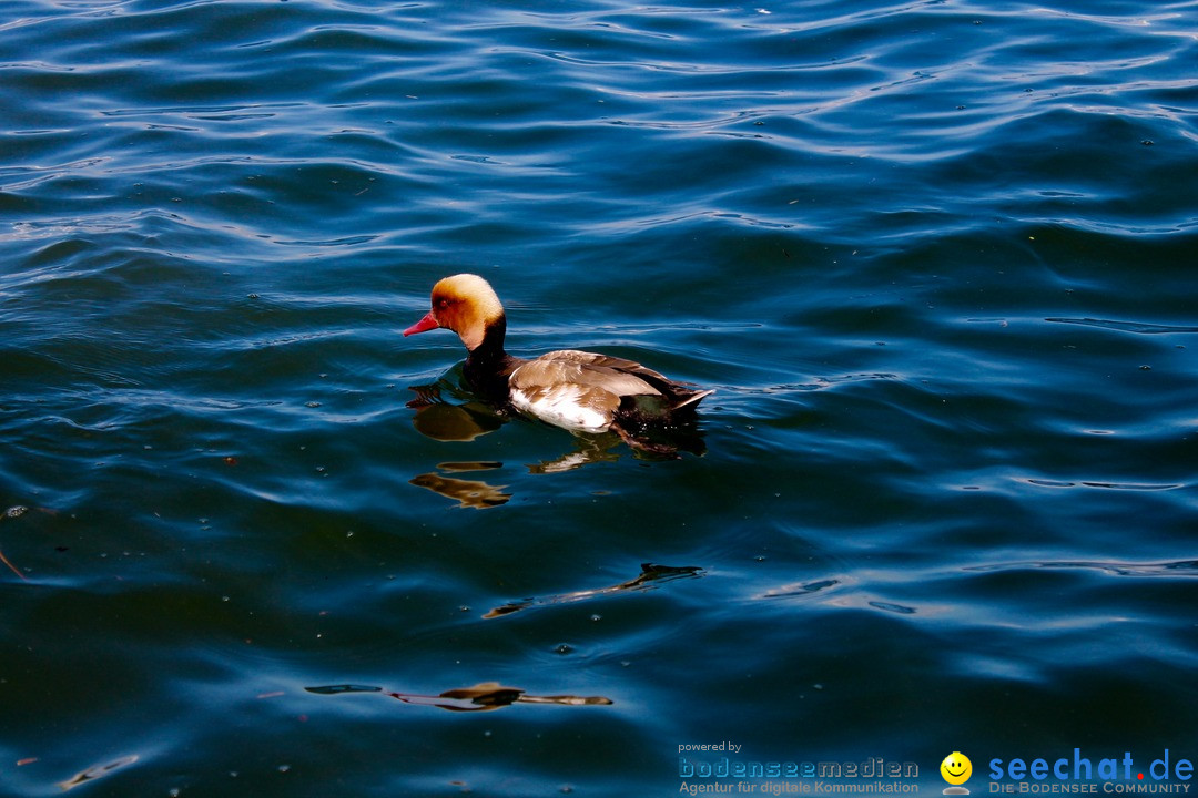 Hochwasser-am-Bodensee-Rorschach-2016-06-20-Bodensee-Community-SEECHAT-CH-_127_.jpg