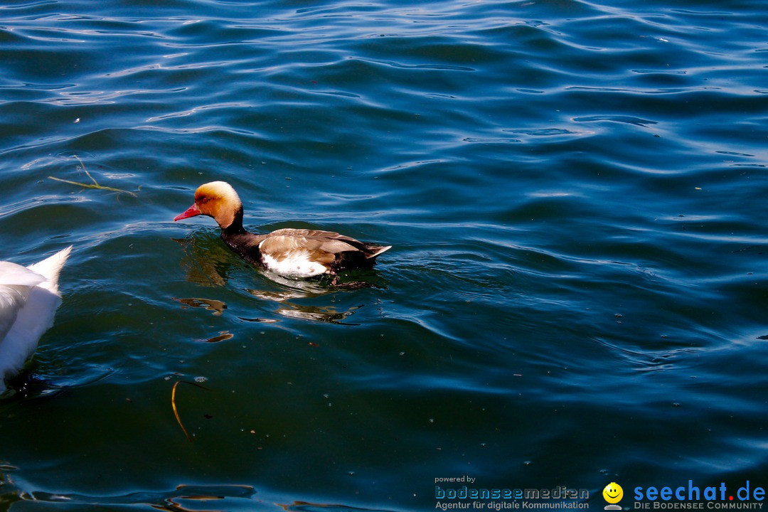 Hochwasser-am-Bodensee-Rorschach-2016-06-20-Bodensee-Community-SEECHAT-CH-_128_.jpg