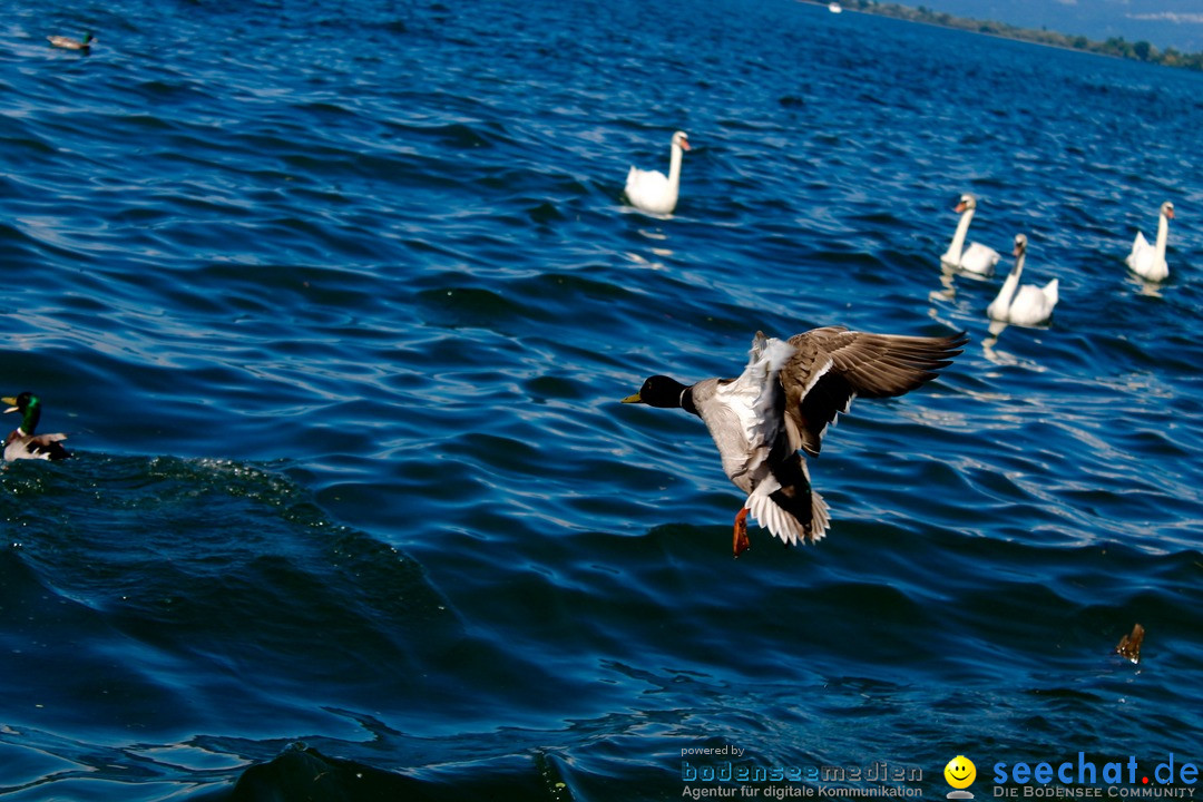 Hochwasser-am-Bodensee-Rorschach-2016-06-20-Bodensee-Community-SEECHAT-CH-_134_.jpg