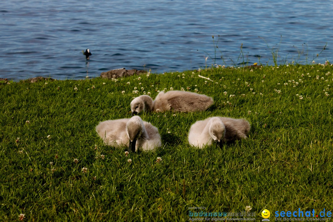 Hochwasser-am-Bodensee-Rorschach-2016-06-20-Bodensee-Community-SEECHAT-CH-_144_.jpg