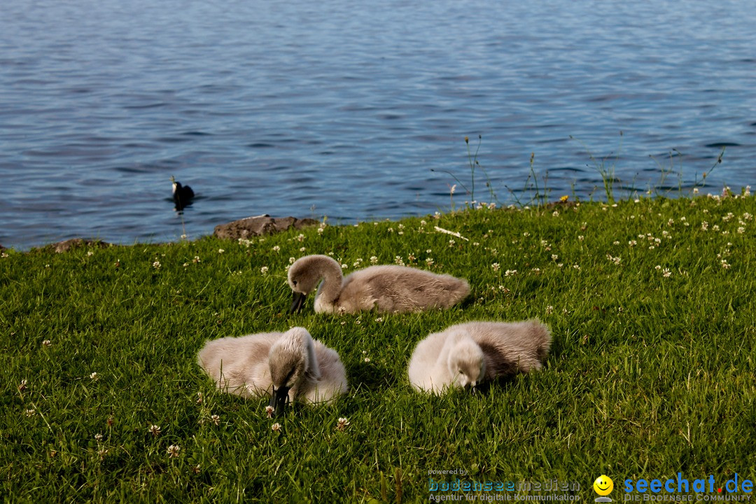 Hochwasser-am-Bodensee-Rorschach-2016-06-20-Bodensee-Community-SEECHAT-CH-_145_.jpg