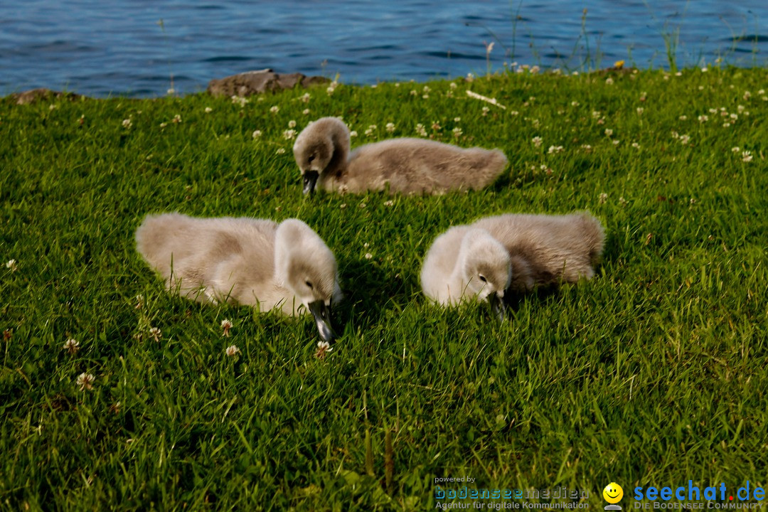 Hochwasser-am-Bodensee-Rorschach-2016-06-20-Bodensee-Community-SEECHAT-CH-_146_.jpg