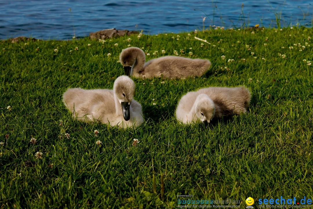 Hochwasser-am-Bodensee-Rorschach-2016-06-20-Bodensee-Community-SEECHAT-CH-_147_.jpg