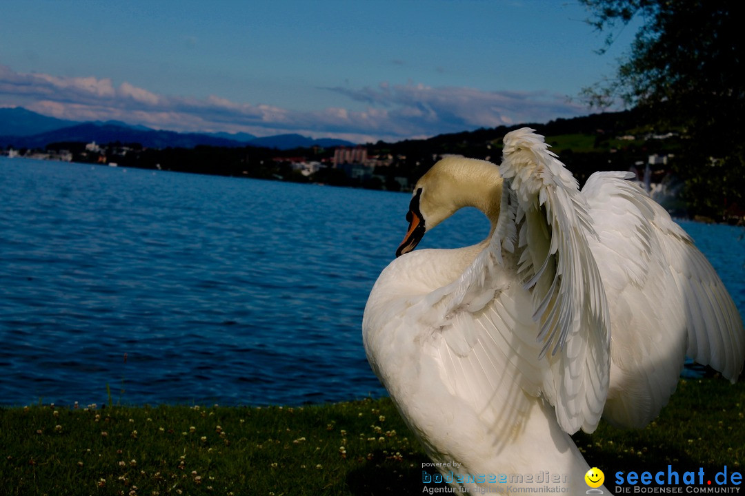 Hochwasser-am-Bodensee-Rorschach-2016-06-20-Bodensee-Community-SEECHAT-CH-_150_.jpg