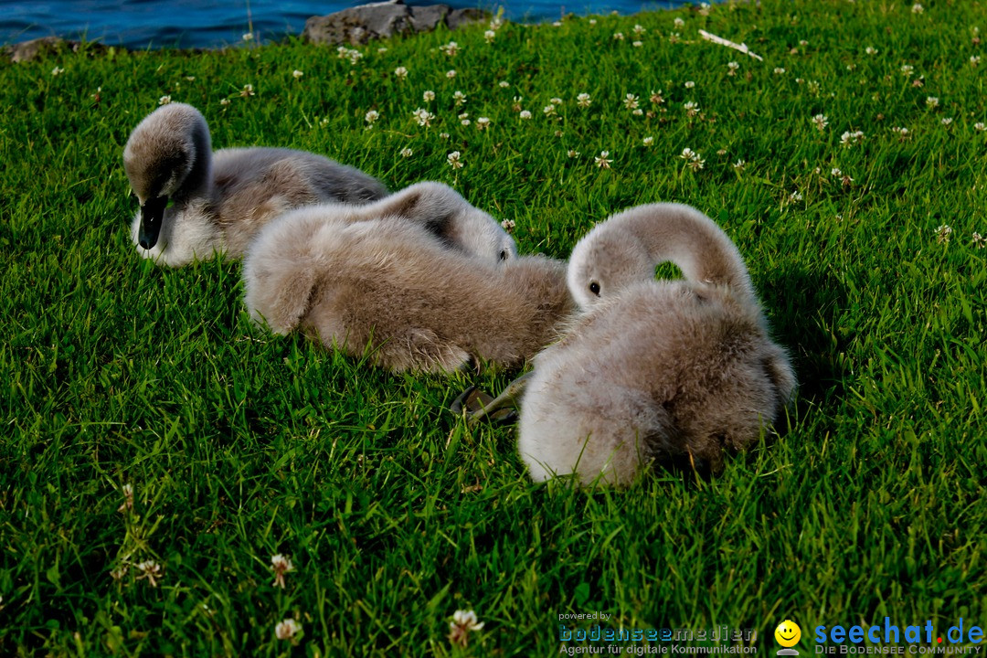 Hochwasser-am-Bodensee-Rorschach-2016-06-20-Bodensee-Community-SEECHAT-CH-_152_.jpg