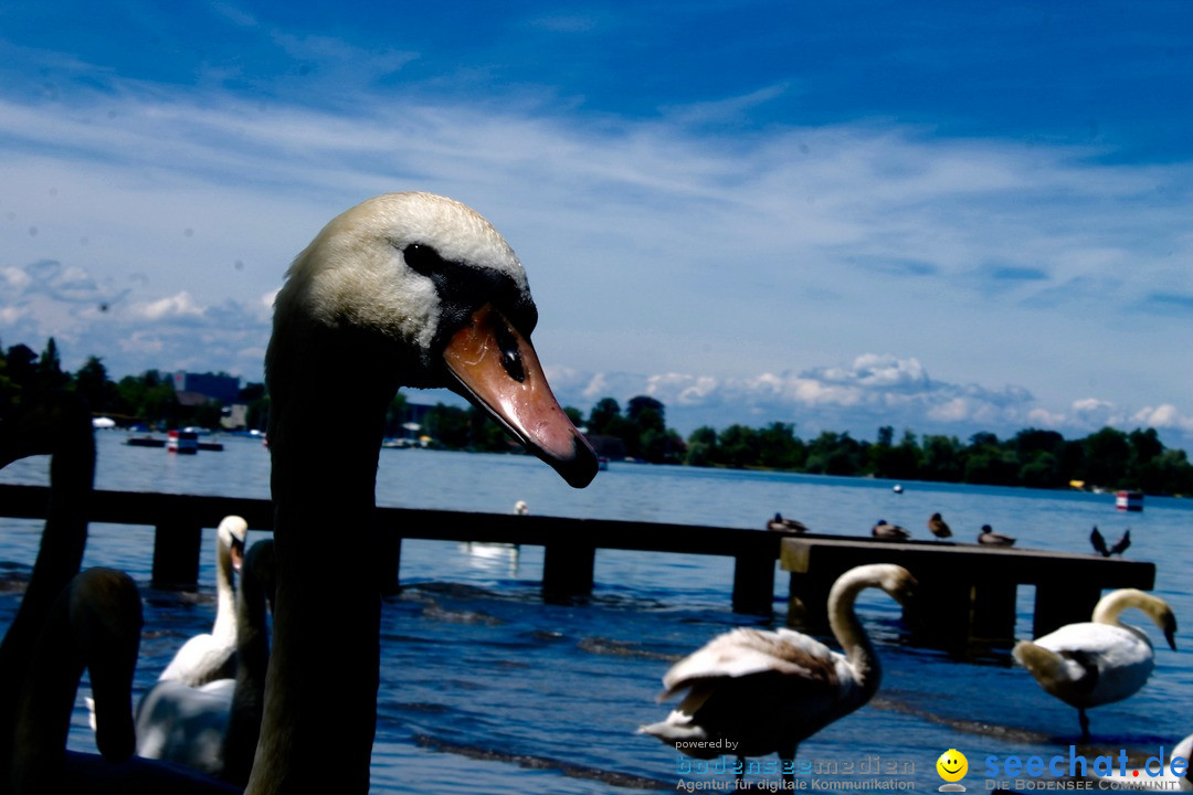 Hochwasser-am-Bodensee-Rorschach-2016-06-20-Bodensee-Community-SEECHAT-CH-_26_.jpg