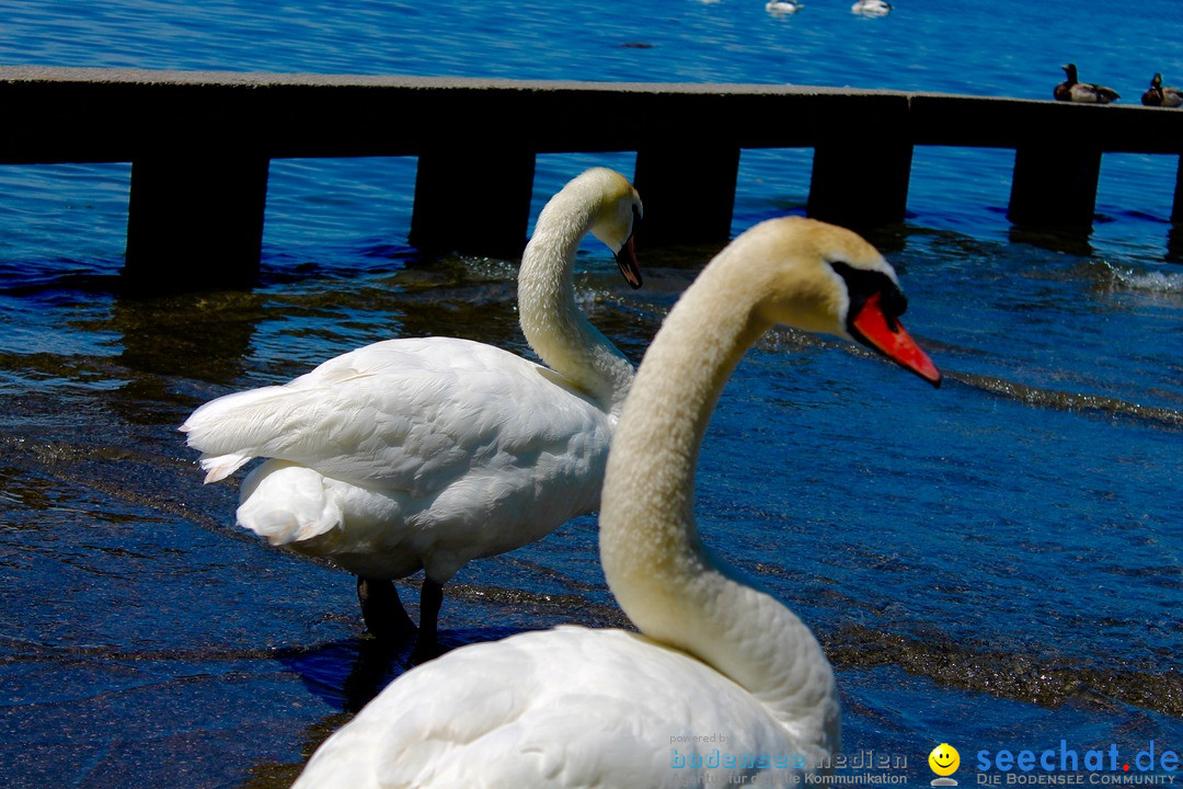 Hochwasser-am-Bodensee-Rorschach-2016-06-20-Bodensee-Community-SEECHAT-CH-_49_.jpg