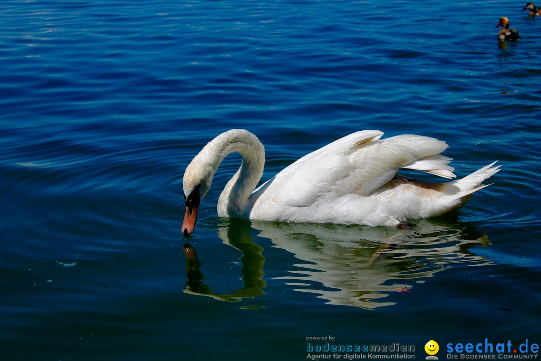 Hochwasser-am-Bodensee-Rorschach-2016-06-20-Bodensee-Community-SEECHAT-CH-_58_.jpg