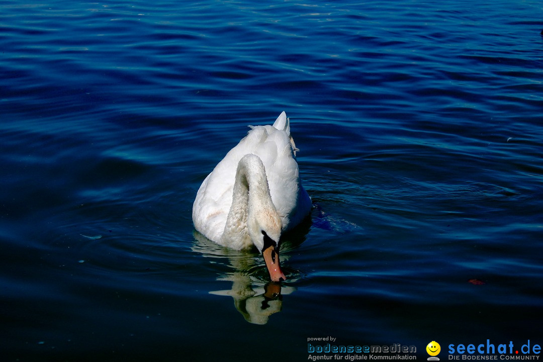 Hochwasser-am-Bodensee-Rorschach-2016-06-20-Bodensee-Community-SEECHAT-CH-_5_.jpg