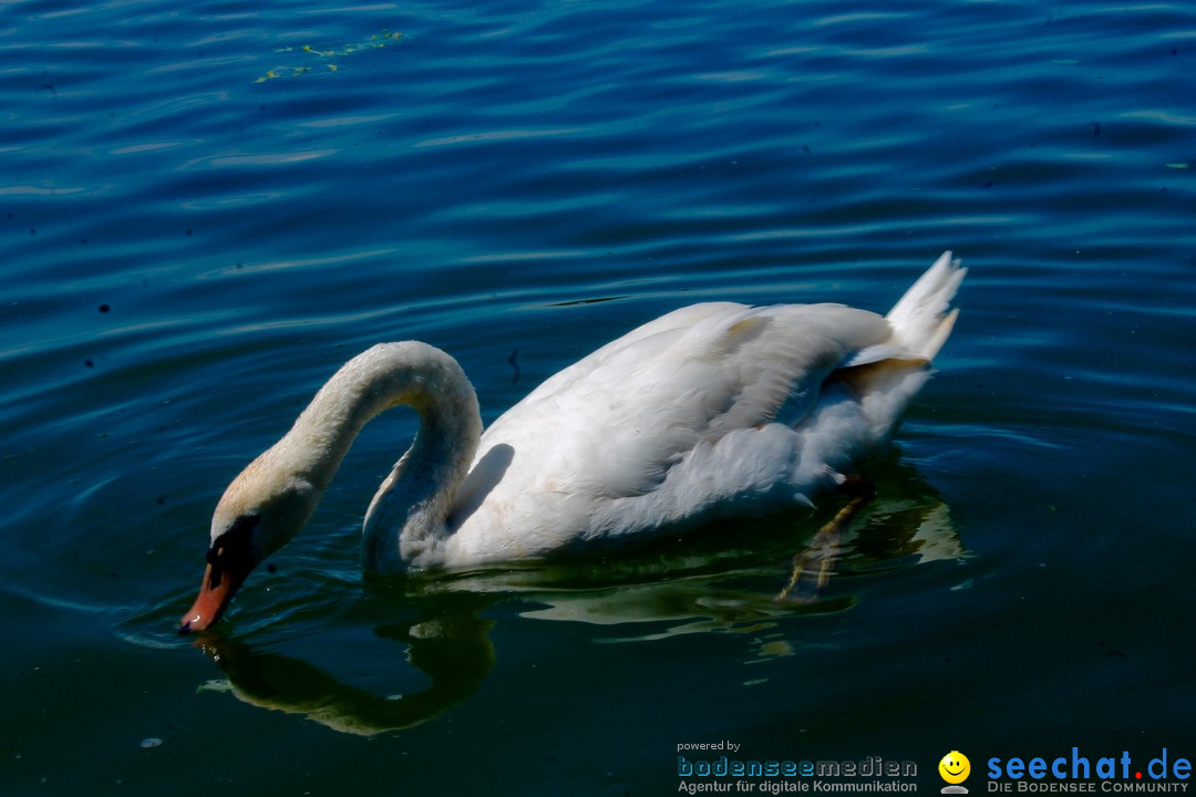 Hochwasser-am-Bodensee-Rorschach-2016-06-20-Bodensee-Community-SEECHAT-CH-_60_.jpg