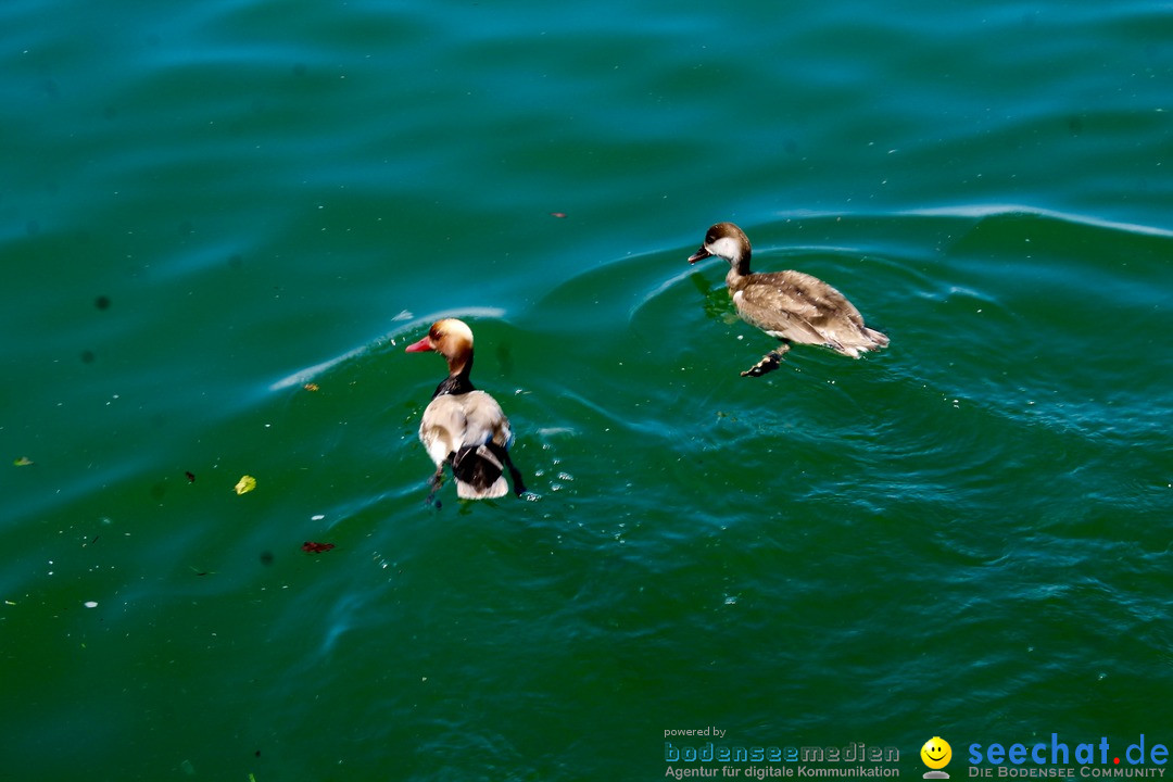 Hochwasser-am-Bodensee-Rorschach-2016-06-20-Bodensee-Community-SEECHAT-CH-_62_.jpg