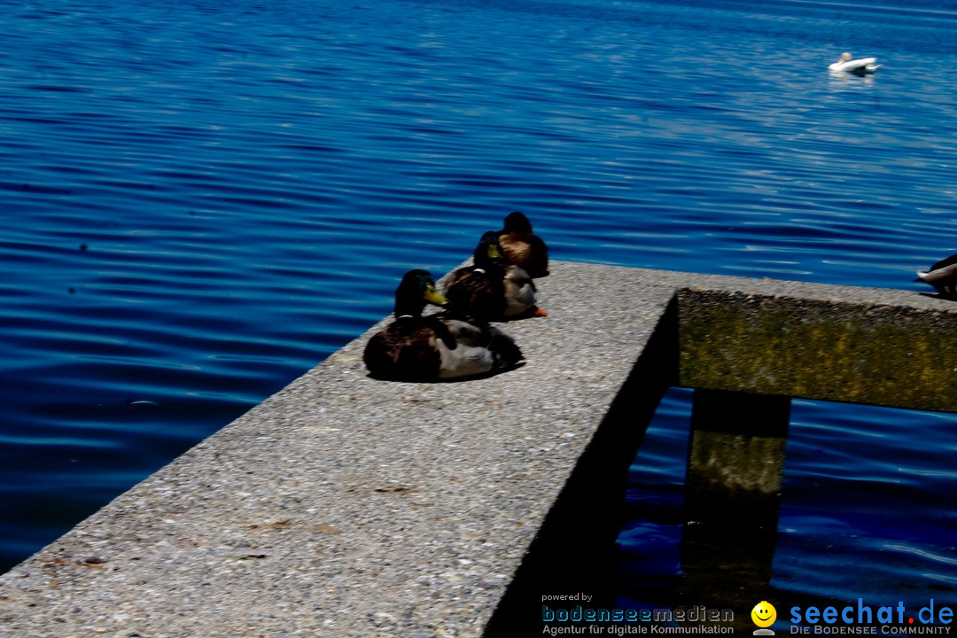 Hochwasser-am-Bodensee-Rorschach-2016-06-20-Bodensee-Community-SEECHAT-CH-_63_.jpg