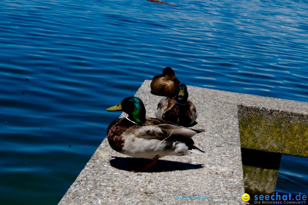 Hochwasser-am-Bodensee-Rorschach-2016-06-20-Bodensee-Community-SEECHAT-CH-_68_.jpg