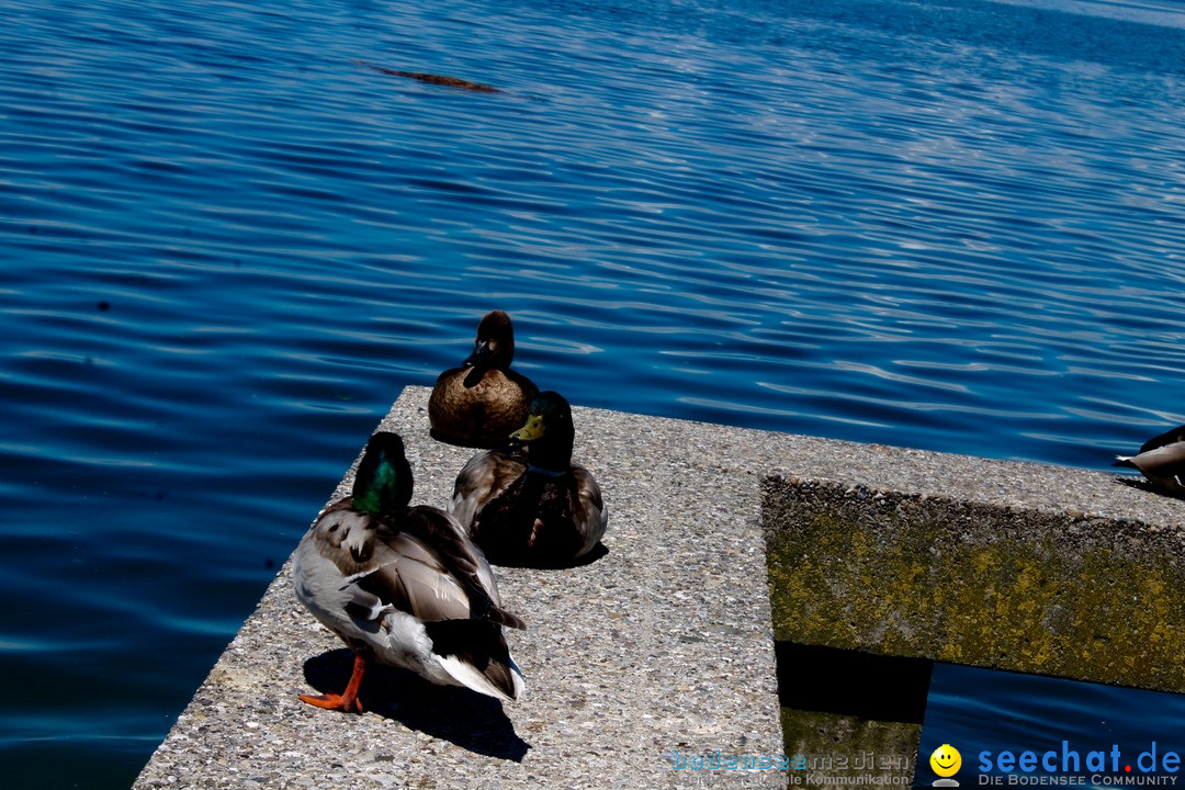 Hochwasser-am-Bodensee-Rorschach-2016-06-20-Bodensee-Community-SEECHAT-CH-_6_.jpg