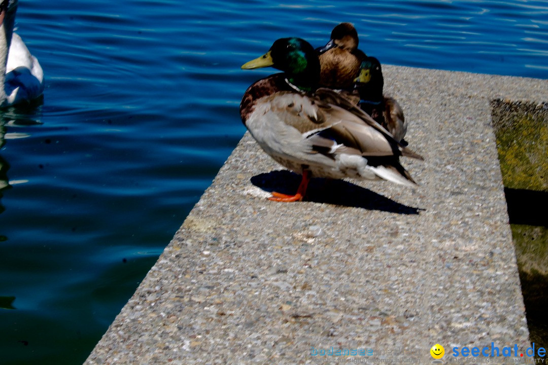 Hochwasser-am-Bodensee-Rorschach-2016-06-20-Bodensee-Community-SEECHAT-CH-_70_.jpg