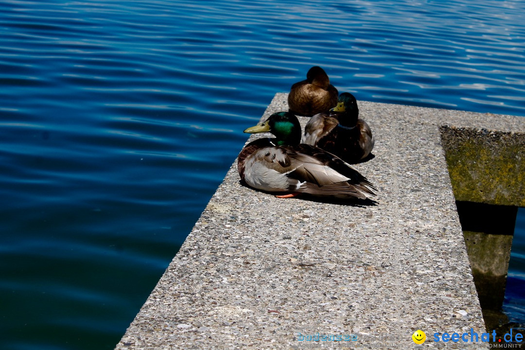 Hochwasser-am-Bodensee-Rorschach-2016-06-20-Bodensee-Community-SEECHAT-CH-_71_.jpg