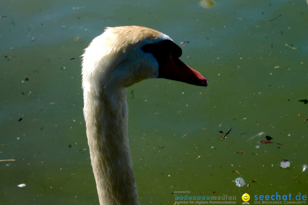 Hochwasser-am-Bodensee-Rorschach-2016-06-20-Bodensee-Community-SEECHAT-CH-_85_.jpg