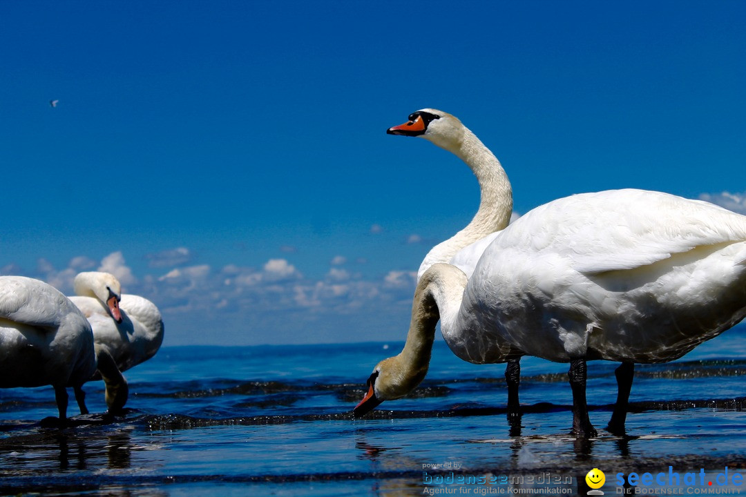 tHochwasser-am-Bodensee-Rorschach-2016-06-20-Bodensee-Community-SEECHAT-CH-_4_.jpg