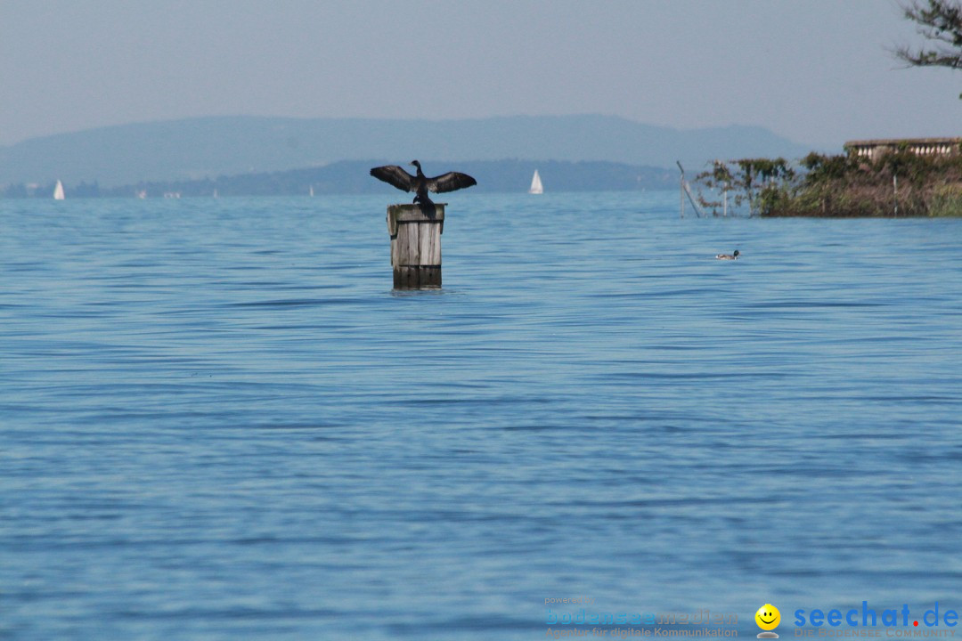 BODENSEEBOOT Breitenquerung, Anna DeLozier Arizona, USA: Bodensee, 23.06.20