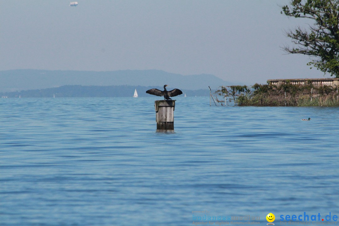 BODENSEEBOOT Breitenquerung, Anna DeLozier Arizona, USA: Bodensee, 23.06.20