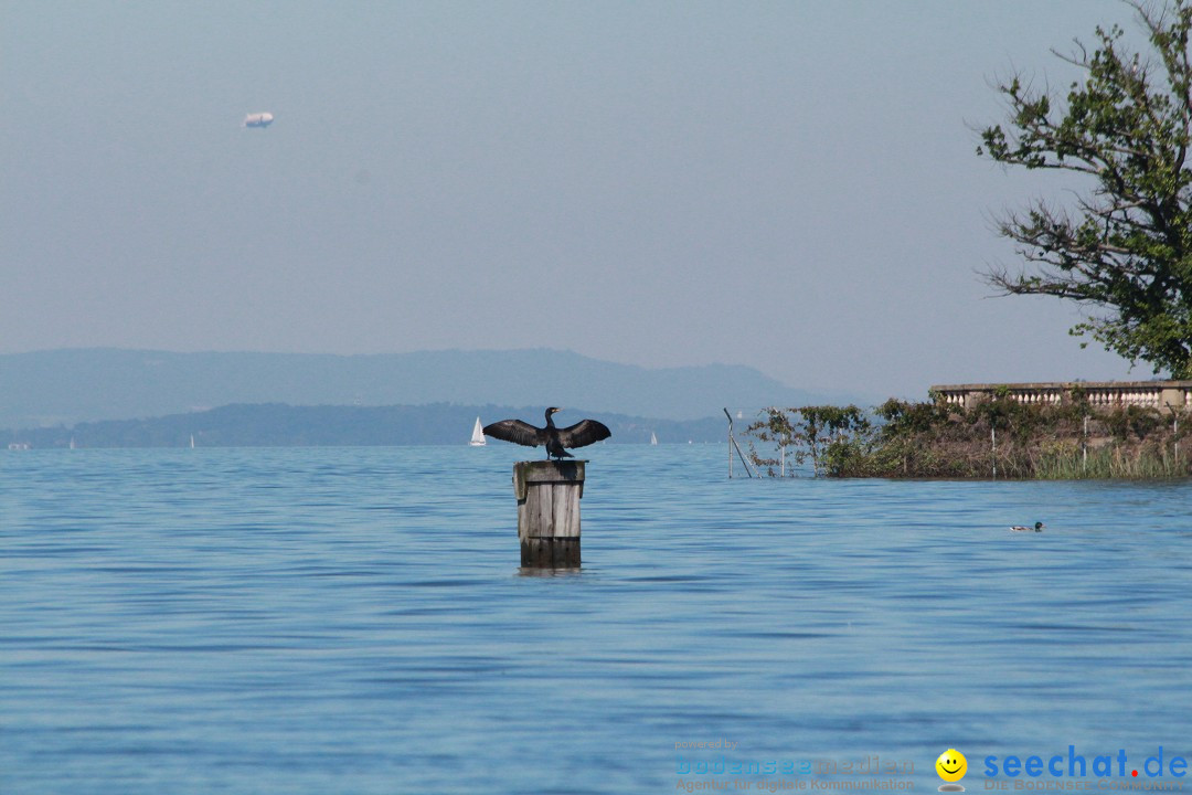 BODENSEEBOOT Breitenquerung, Anna DeLozier Arizona, USA: Bodensee, 23.06.20