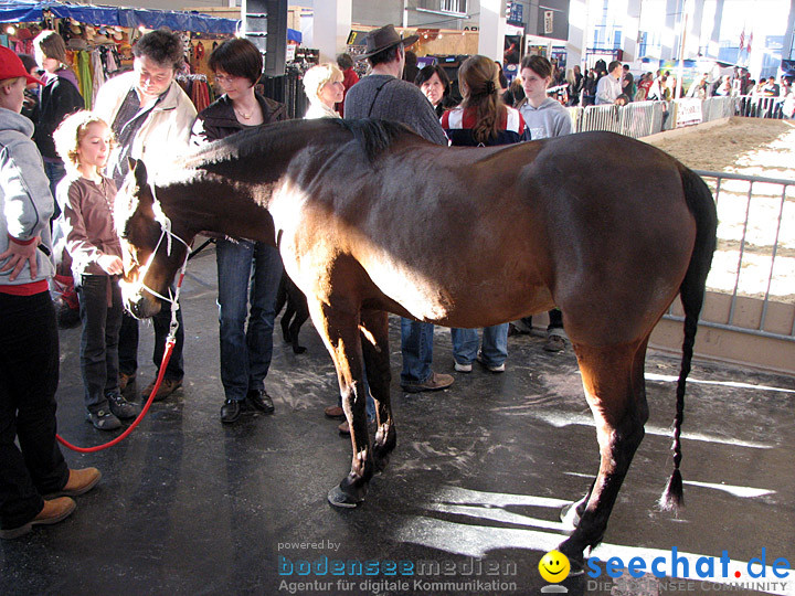 Pferd Bodensee 2008