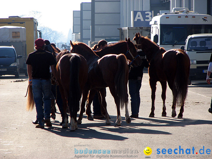 Pferd Bodensee 2008