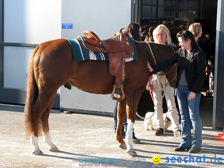 Pferd Bodensee 2008