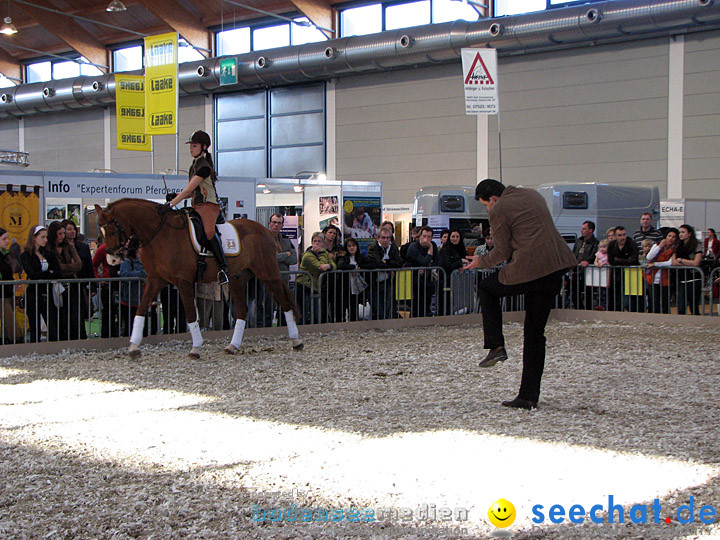 Pferd Bodensee 2008