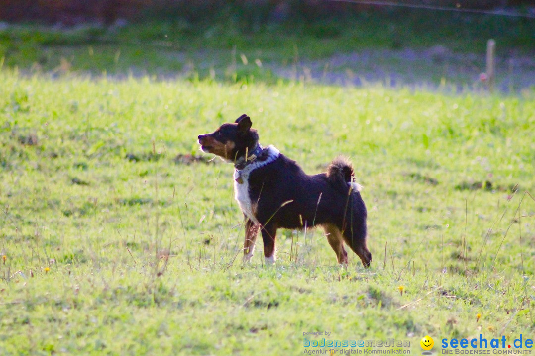 Bundesfeier-Saentis-AG-01-08-2016-Bodensee-Community-SEECHAT-DE-_229_.jpg