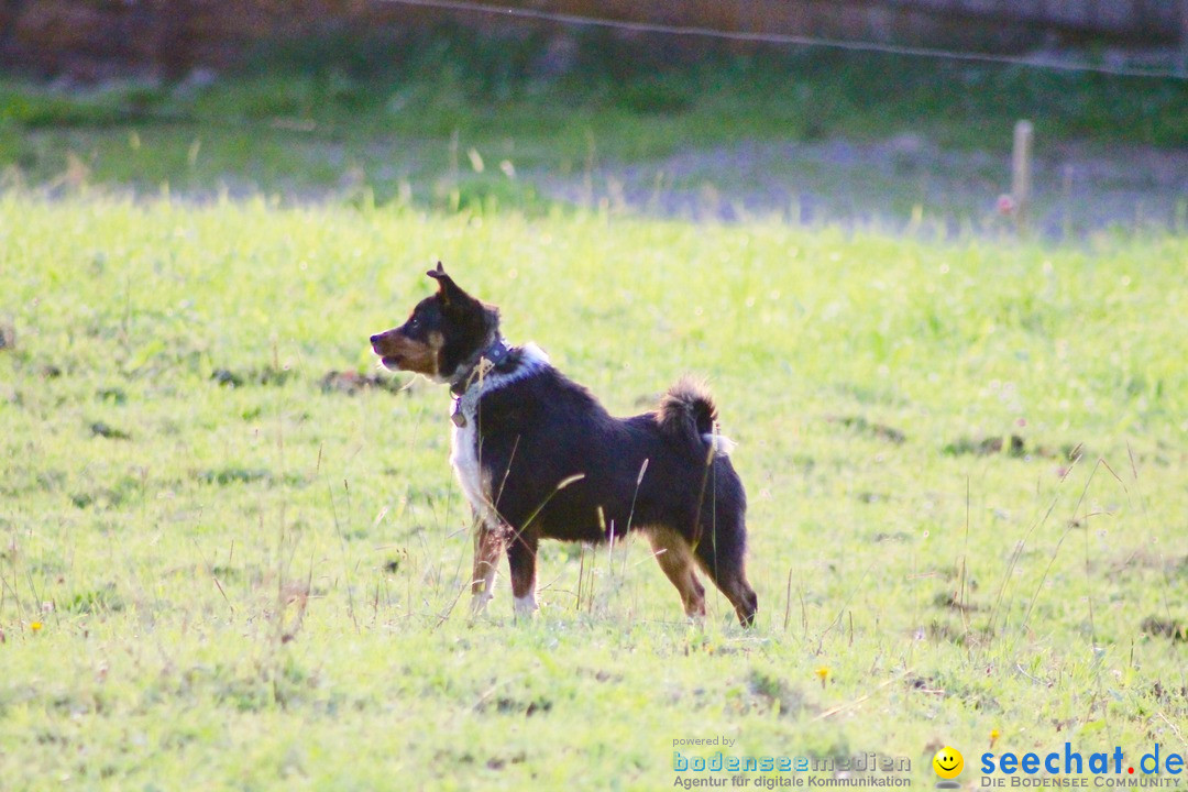 Bundesfeier-Saentis-AG-01-08-2016-Bodensee-Community-SEECHAT-DE-_239_.jpg